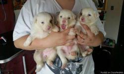 AKC CH bloodline Australian shepherd puppies!!Completely health tested parents,health tested lines.From over 30 years of breeding for quality. Show & pet quality puppies.We are asking $250.00 and up.Negotiable for good homes!!!!.
