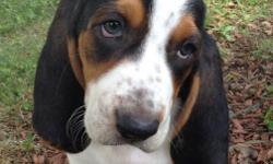 AKC Basset Hound Puppies 8 weeks old, shots, wormed and given a clean bill of health from vet ready to go to their forever homes.One Lemon and White male and Three Tricolor females. Beautiful pups raises inside my home with my children and other pets.