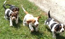 AKC Basset Hound Puppies 8 weeks old, shots, wormed and given a clean bill of health from vet ready to go to their forever homes. Two Lemon and White males and Three Tricolor females. Beautiful pups raises inside my home with my children and other pets.