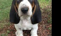 AKC Basset hounds 8 wks old one Lemon and white male three female tricolor. Can send more pictures. Shots and wormning , vet checked. Call or text 423-430-4703