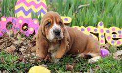 AKC Basset Hound Puppies for sale. One red and white male and one red and white female. Will be wormed and have first puppy shots with health records given at time of sale. For more info please msg me at holliann92@gmail.com