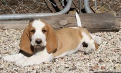 Beautiful pups ready for Christmas !! Visit us on Facebook pjstexasbassethounds
