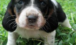 Our basset hounds pups are just simply adorable with their long ears, short legs and incredible markings. These puppies are being raised around children and animals, giving them the ability to get along great with all kinds of pets. They will be ready to