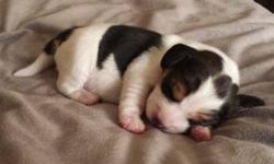 Adorable Female AKC Beagle puppies for sale.&nbsp; We support the ehtical treatment of animals and breed with love.&nbsp;