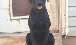 Sierra is a beautiful young black Lab. Full AKC registration. 60lbs. Current on shots, de wormings, heartworm and flea preventative. She is friendly and outgoing! Crate trained and knows basic commands. She has been spayed. Great for someone not wanting