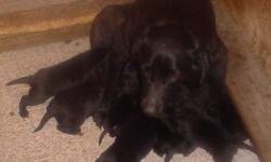 Two litters of black lab pups will be ready to go to new homes early July 2014. All pups will have their 1st shot, will be wormed, dew claws have been removed, and are guaranteed to be healthy. Deposits are being taken to hold your choice of male or