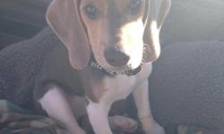 17wk old blue beagle male puppy. Potty trained and crate trained. Very beautiful beagle you won't find another beagle like him. He comes with all his neccessities and papers and he is microchipped . Utd on shots. Had started to train for hunting but can