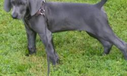 AKC blue male 4 months old have to sell due to moving. Serious inquiries only