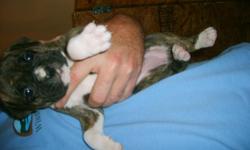 AKC Champion blood-line boxer puppies born 5-19-11. Ready for loving homes, 6-27-11. Tails docked, dew claws removed, wormed and 1st series shots. Flashy brindles, and brindles light and dark. Males and females. Excellent temperment for family pets and