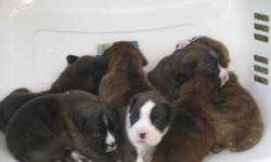 AKC Boxer puppies, tails docked, first shots, wormed and declaws removed. Please call --