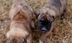 We have 4 brinde AKC regsitered Boxer puppies. They're males. They have the tails docked and dew claws removed. Both parents are on the premises. The father has a champion in his direct pedigree. If you're interested in well socialized, non-inbred Boxer