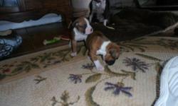 &nbsp;AKC registered boxer pups, champion sired, we have two white pups at $500.00 each and two fawn males and one fawn female at $1,500 each, taking deposits will be ready to go the first week of March!