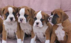 AKC BOXES PUPPIES FOR SALE&nbsp; ALL SHOTS AND WORMED READY FOR GOOD HOME 5 MALES,2 FEMALES.
SYLVANIA GA
--