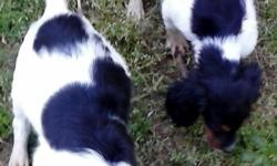 We have male tri color puppies available for registration. They AKC pet registered. Our puppies come with the tail docked and dew claws removed and they have the first shots and wormings. They will be ready to go on March 22nd 2016. we're located in