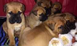 Puppies will be ready for homes on April 1st at 8 weeks old. Currently taking $500 deposit to hold the puppy of your choice. 1-Male 6- Females. They will come with AKC Registration papers, current shots, dewormed, and puppy kit.