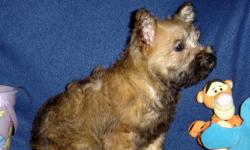 AKC Cairn Terrier Puppies, Champion Grand Sired.. Red/Brindle, Born 12-28, Ready 3-15,Boy$750,Girl $800. PET HOME-Spay/Neuter Contract. AKC Limited Registration with Vet verification of Spay/Neuter at 6 months of age. We can Meet or welcome you to our