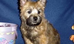 AKC Cairn Terriers, Sophia's B1 Boyl,Champion Grand Sired. Red/Brindle,Born 12-28, Ready 3-15, B1 Boy$650. PET HOME-SPAY/NEUTER CONTRACT. AKC Limited registration provided,with Vet verification of Neuter sent back to us at 6 months of age. We can MEET or