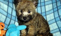 AKC Cairn Terriers, 1M,2F. Wheaten, Born 6-18,Ready 8-18, Male $450, Females $475 cash. Limited Registration,all shots/wormings up to date,dew claws removed. VET checked, written health guarantee. Call 785-284-2753, Sabetha Ks. Pic.1 M1&nbsp; Pic.2