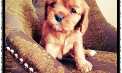 NEW Litter Christmas 2013!!!!Born October 23, 2013 available just in time for Christmas!!!! Two Female Ruby's available. We are located in Murrieta California. The Cavalier king Charles spaniel has captured our Hearts and home. We are small, hobby based,