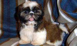 AKC CH. Sired Shih Tzu Boys. CH. Sire, CH. Gr. Sire,Dam's Side. Over 40 Different Champions in 5 Generational Pedigrees. Red/White,Born 6-11, ready Now, $1195, Limited Registration, Neutered before leaving. AKC FULL Registration (POR)call. We can MEET or