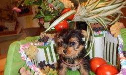 AKC-REG with excellent pedigree (champion blood lines) adorable,huggable,doll babies TEA CUP YORKSHIRE TERRIER Puppies.non-shedding!hypo-allergenic. SIRE FROM TEA CUP BOUTIQUE HOLLYWOOD FLORIDA,2 years old 2 lbs. DAM 4 years old 4 1/2 lbs.puppies born