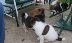 Hello akita lovers. We have a new litter of pups born March 1st, 2011. They are awesome withoth large bone and heads will be truly akita (big bear type). Males will go well over 100 pounds at maturity and females should go at least 85 pounds. Lots of bone