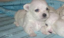 Very beautiful & tiny, baby doll face, sweet temperment (4) female puppies. Born 11-23-10. Come take your pick of the litter. Once the puppies are ready for their new home they will come with AKC papers, first shots/dewormed, and puppy package. $1,300