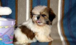 AKC Shih Tzu, Peyton's B2 Boy, Champion Dam-Champion Grand Sire. Red/White,Born 1-1, Ready around 4-5, $750. PET HOME_ Neutered Before Leaving. AKC papers included, as my VET will be the one to Neuter the puppy. We can MEET or you are welcome to come to