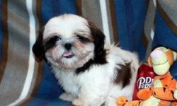 AKC Shih Tzu, Peyton's B1 Boy, Champion Dam-Champion Grand Sired. Red/White(dark), Born 1-1, Ready around 4-5, $750. PET HOME-Neutered Before Leaving. AKC Papers included,as my VET will be the one to Neuter him.We can MEET or you are welcome to come to
