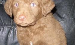 We have 3 females, 5 male AKC Chesapeake Bay Retriever Puppies. DOB 7/24/13. Excellent hunters, gentle protective family pets. Grand Championship bloodlines! &nbsp;Located in West Nebraska-can make arragements to deliver or meet. &nbsp;Please call to