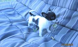 Akc chihuahua,I have 2 chihuahuas 1 male black and white,and 1 female white and chocolate,with firts set of shots,boprn sept 22nd 10 week old ready for new home.call 469-726-8668