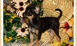 A quality Breeder specializing in adorable AKC registered Chihuahua Puppies for nearly 30 years. We do have PUPPIES AVAILABLE NOW. Nearly 30 years experience raising healthy & sound Chihuahua puppies. We have puppies currently available, in both long &