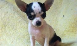 Adorable chihuahua puppy! Ready to go now to his forever home...he is VERY sweet, loves to snuggle, give kisses and PLAY! He is charting to be about 4 1/2lbs.. capecodchihuahuas.webs.com