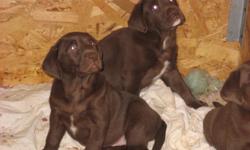 AKC Chocolate Pointing lab pups. Both parents are on site. Sire is out of Candlewood lines. Both parents are excellent hunteres and great family pets. Pups come with health guarantee and all vet work up to date. Born 6-17-2011