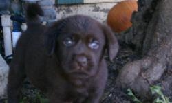 AKC chocolate Labrador puppies
born on 05/17/2011
4 MALES 2 FEMALES
TAKING DEPOSITS
PUPPIES INCLUDE:
current on vaccines and dewormings
all puppies are homeagain microchipped.
dewclaws removed
health guarantee
hip and elbow guarantee
our puppies are