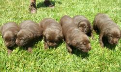 AKC Chocolate Labrador puppies
Born on 05/17/2011
4 males / 2 females
Puppies include:
Current vaccines (DH2PP)
Dewormed
Dewclaws removed
Microchipped
Health Guarantee
3 generation pedigree
AKC papers
Medical record booklet
I would like to invite you
