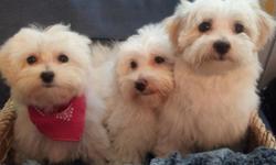 AKC/CKC Havanese female puppies.
I have 2 available. Havanese are an exceptionally intelligent breed of dog that are not yappy, nor destructive. Created for companionship the Havanese are a refreshing choice able to adapt to apartment living easily.
My