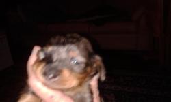 We have some Beautiful puppies 1 Male Dapple, 1 Double Dapple Female, 2 Dapple Females and 1 Black and Tan Female. They will have Health Certificate, worming and first Shots they will be ready to go on 9-21-13 or before very Healthy pups. Im not a Breeder