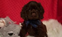 I have a couple beautiful Chocolate and White Male Cocker Spaniel puppies available. They are current on shots and wormer, come with a 1 year health guarantee and full AKC Registration. They come to you pre-spoiled and full of personality!