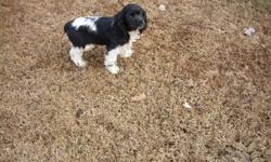 Three 13 week old AKC cocker SPANIEL PUPPIES up to date on everything CERTIFIED pedigree HOME RAISED, PARENTS HERE AT HOME these are the hard to find white & BLACK PARTI PUPPIES, two males, one female Contact 618 547-3359 or wcole1941@att.net PRICE