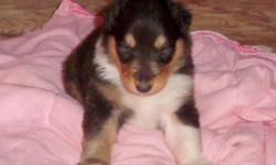 AKC COLLIE PUPPIES BORN AUGUST 5. MALE AND FEMALE TRICOLOR AND ONE SABLE AND WHITE MALE. PARENTS ON PREMISES. MOM SABLE AND WHITE AND DAD TRICOLOR. FULL SIZE ROUGH COLLIES.