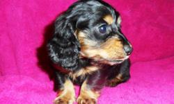 Two beautiful male AKC Dachshund puppies born February 14th, valentine'puppies, and ready for their new homes very soon. &nbsp;Up&nbsp;to date on shots, worming, socialized and full of love.Both are longhair black and tan.You can go to my website at