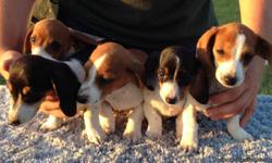 AKC registered Dachshund puppies. They are 12 weeks old.&nbsp; They are sweet and playful.&nbsp; They have a Fl Health Certificate and Full AKC registration.&nbsp;They have been socialized with small children. &nbsp;We are located approx. 45 min North of