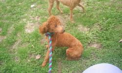 I have a stunning dark red AKC female poodle, looking for her new home! She utd on shots and dewormings, flea control and heartworm meds, she will come with a health record. She is a color bred red, which means both parents are red, and here for viewing.