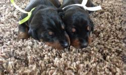 We have 2 female Doberman pinscher puppies available for adoption. They will be ready for homes on May 10. They have had their tails docked and dew claws removed. The puppies were born 03/12/14 and will be ready for their new homes at 8-12 weeks of age.