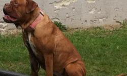 Adult female dogue de bordeaux, unaltered, dob 3/2010, house and crate trained, good with our seven year old.