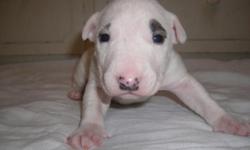 AKC English Bull Terrier Puppies!! Three males and onepure white female. males, White with adorable black eyes. Get your own Spuds Mckenzie/Target puppy today :-) email evalizardbaby@yahoo.com or call/text 541-915-1567 for more information