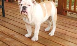 6 months old. AKC registered unaltered male English bulldog. He is Tan/White. $1,200 price is non negotiable.Pick up Only Please, no shipping