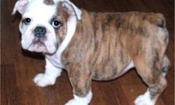 AKC ENGLISH BULLDOG,12 WEEKS OLD VET CERTIFIED, ALL SHOTS, PARENTS ON SITE,
CYNTHIA 626 862-0875