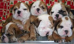 AKC ADORABLE ENGLISH BULLDOGS! FRIENDLY AND GREAT WITH KIDS.THEY ARE IN HEATHLY CONDITIONS AND HAVE BEEN VET CHECK AT DR.BUTCHKO.2 FEMALE AND 4 MALES. CHAMPION BLOOD LINE.THEY ARE POTTY TRAINED. THEY HAVE THEIR FIRST SET OF SHOTS AND WILL HAVE SECOND AT